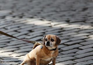 Chien promenade