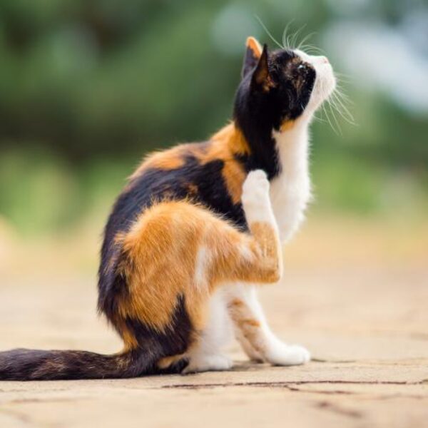 AdobeStock_297350370