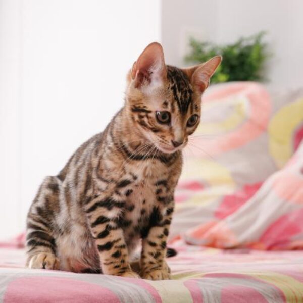 Bengale-Vetoquinol-par-adrienthibault-WEB-2_0