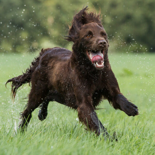 Vetoquinol-MyHappyPet-FB-Flexadin_0014_Calque-2